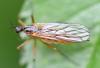 Empis trigramma